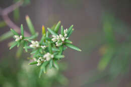 صورة Leucopogon obovatus subsp. revolutus (R. Br.) Hislop