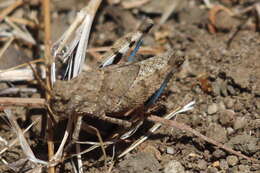 Image of Trimerotropis occidentiloides Rentz, D. C. F. & Weissman 1981