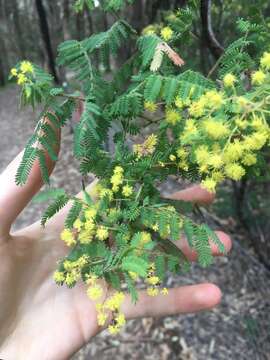 Sivun Acacia pubescens (Vent.) R. Br. kuva