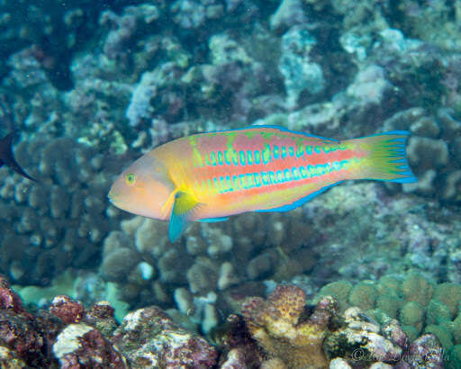 Image of Christmas wrasse