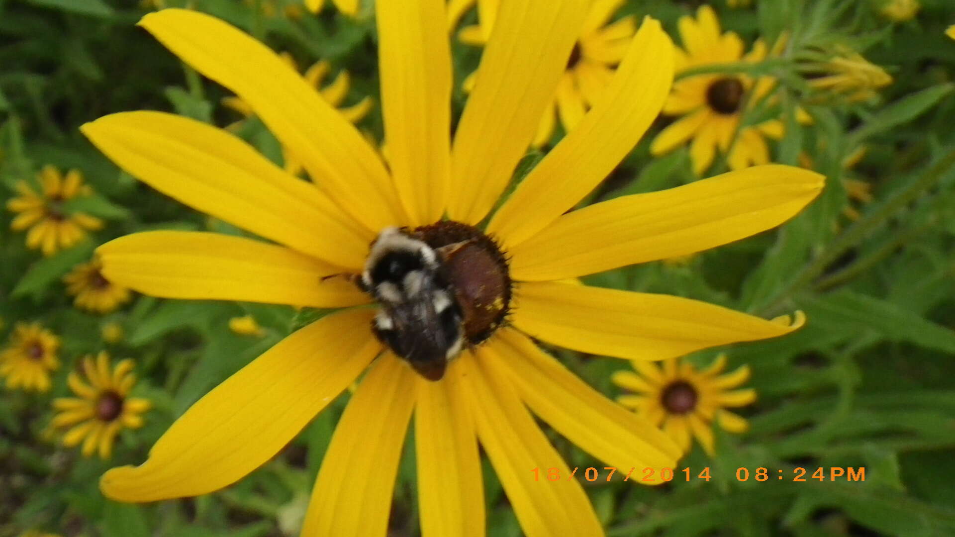 Image of Bombus vancouverensis nearcticus Handlirsch 1888