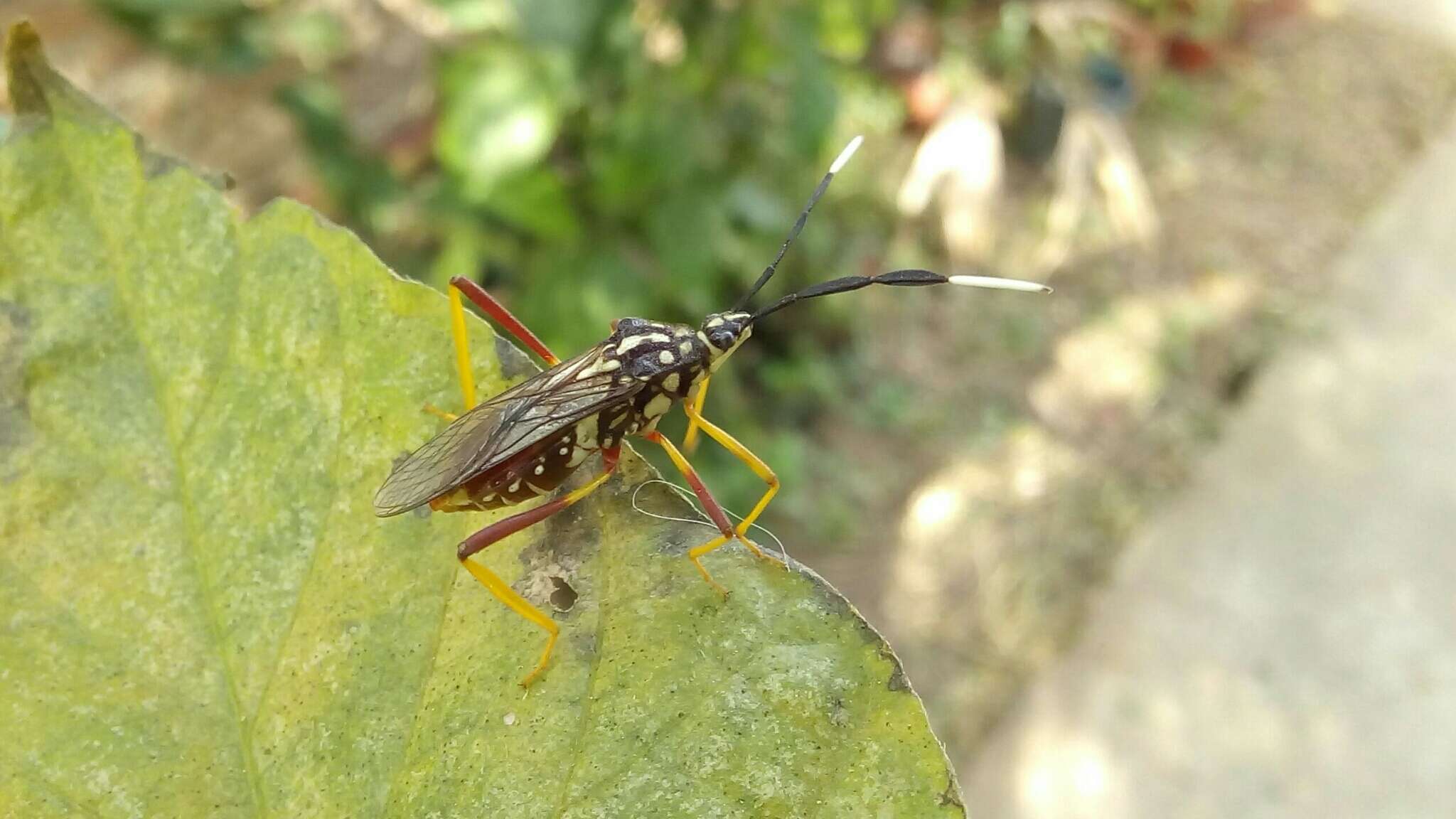 صورة Holhymenia histrio (Fabricius 1803)