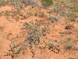 Image of woolly prairie clover