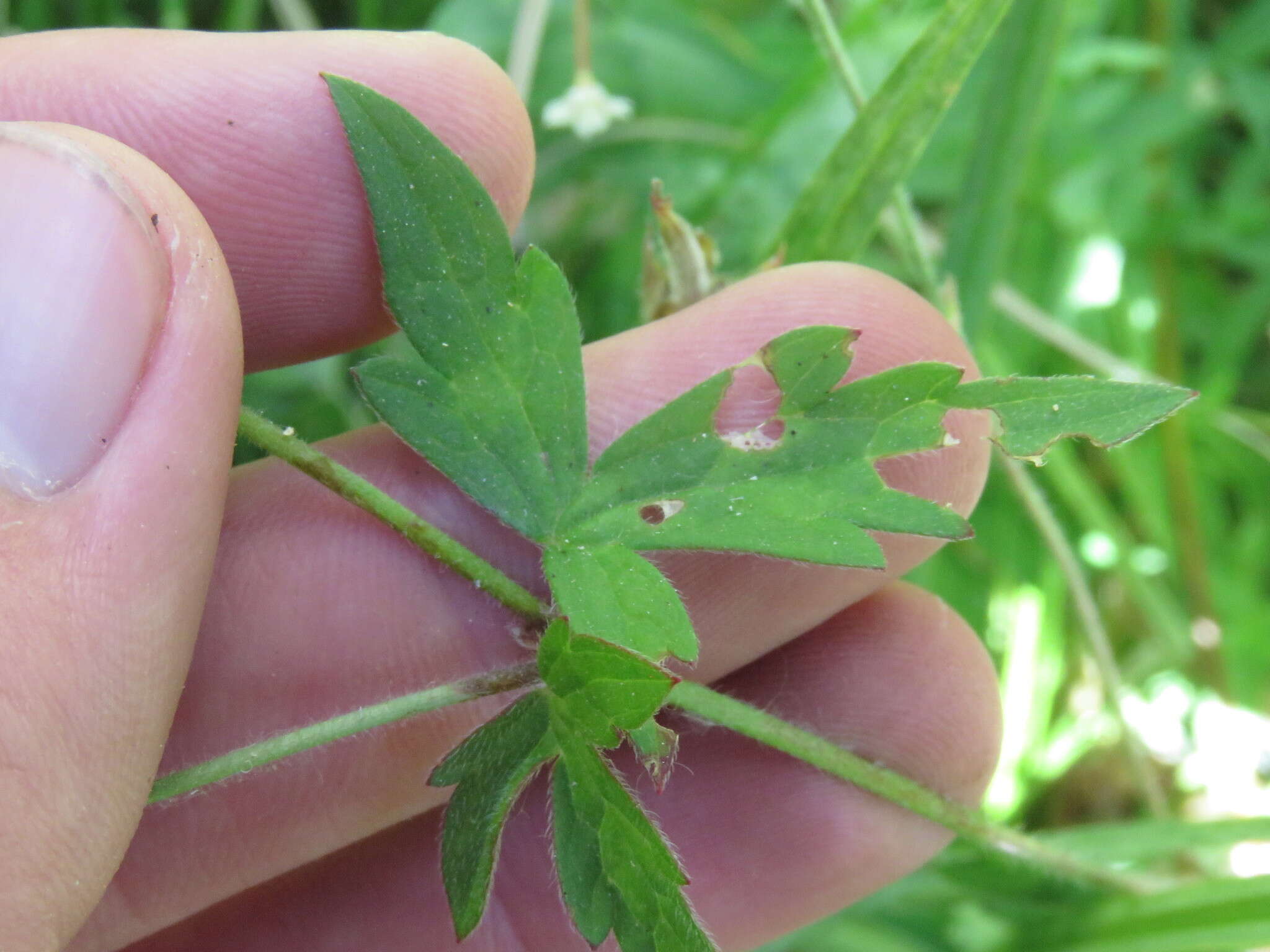 Image of California cranesbill