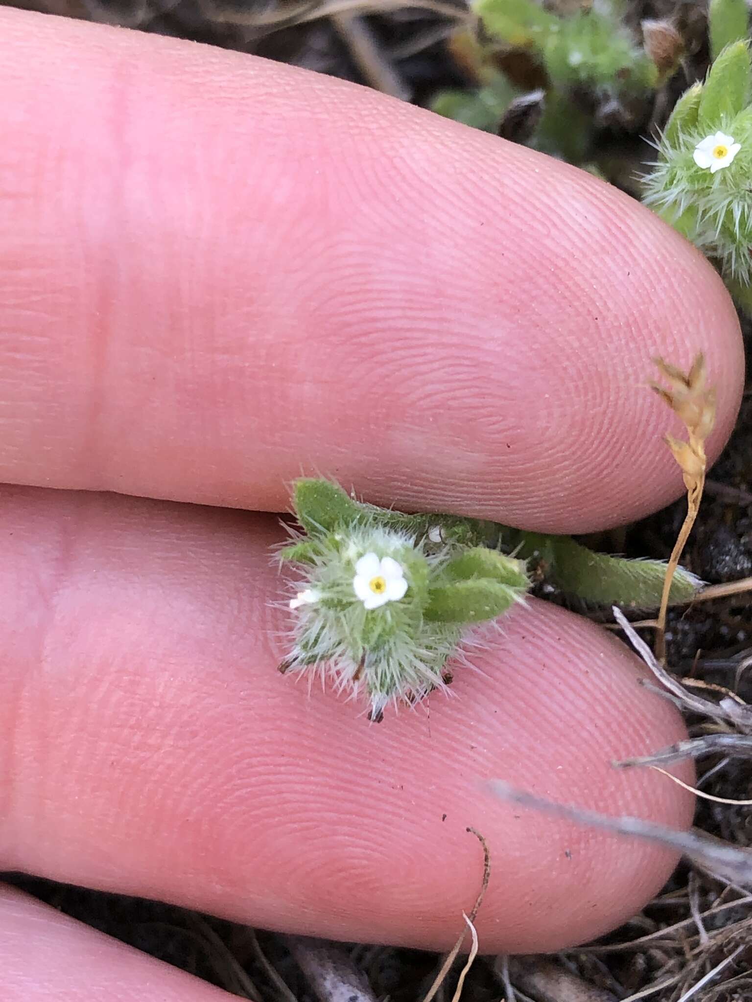 Слика од Cryptantha leiocarpa (Fisch. & C. A. Mey.) Greene