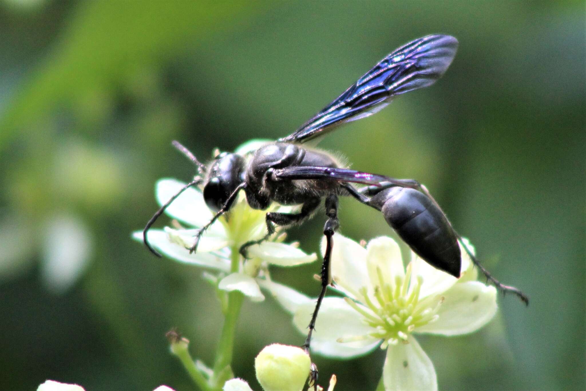 Image of Mud dauber