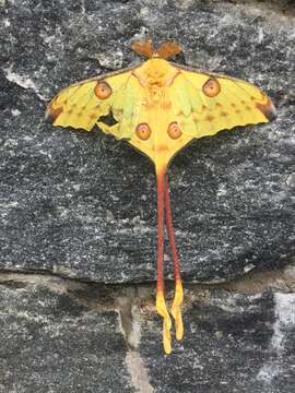 Image of comet moth