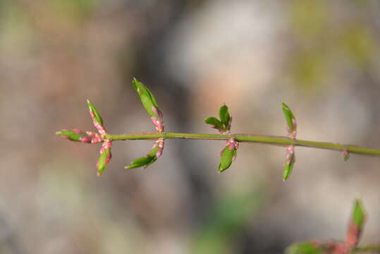 Image de Euonymus alatus (Thunb.) Siebold