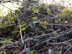 Image de Corybas oblongus (Hook. fil.) Rchb. fil.