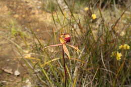 Image of Caladenia pectinata R. S. Rogers