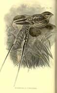 Image of Scissor-tailed Nightjar