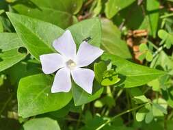 Image of Intermediate Periwinkle