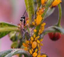 Image of Parasitoid wasp