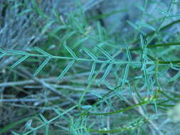 Imagem de Astragalus cusickii A. Gray