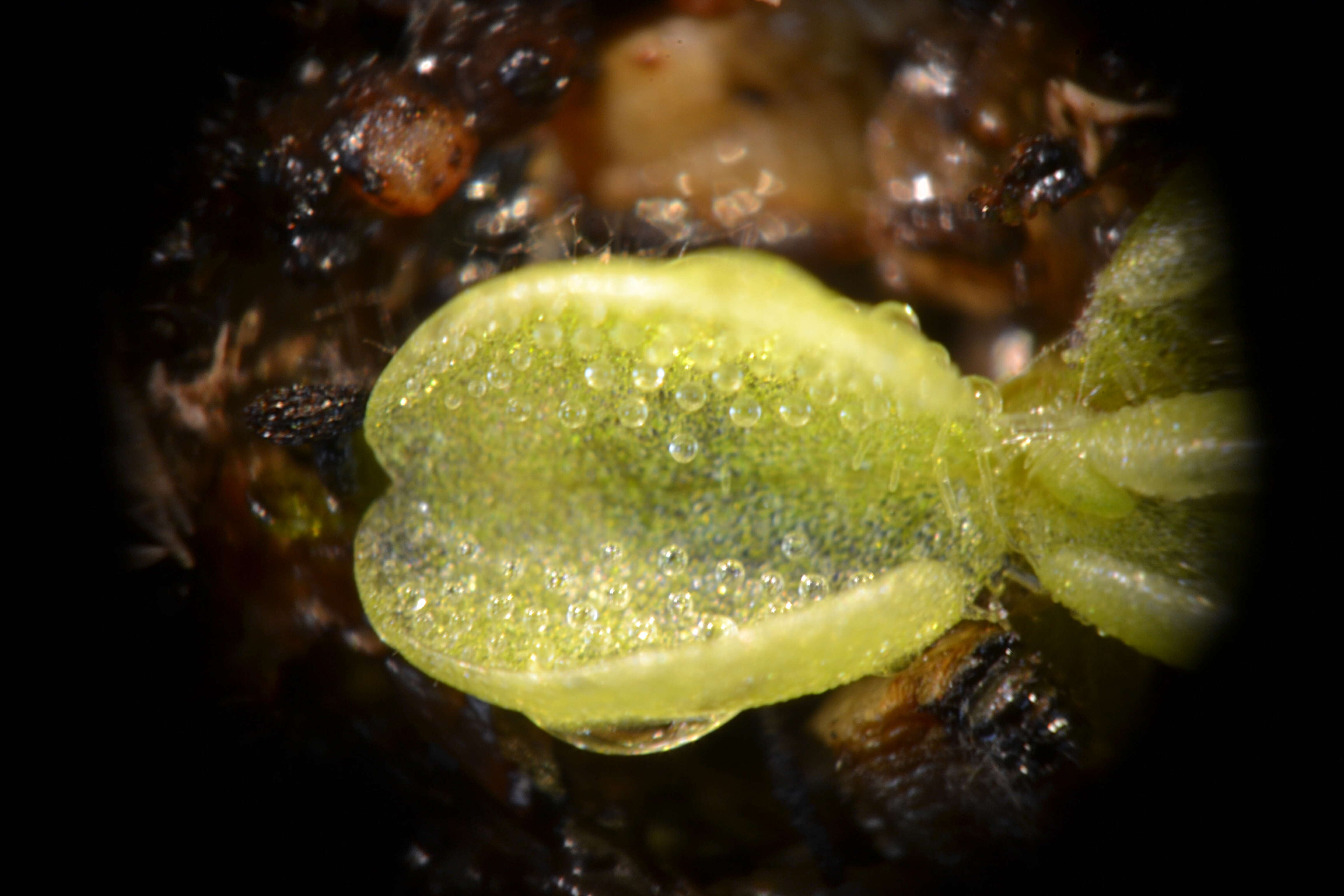 Image of Pinguicula lusitanica L.