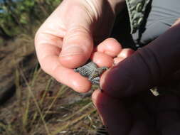 Anaxyrus quercicus (Holbrook 1840) resmi