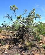 Image of Protea caffra subsp. caffra