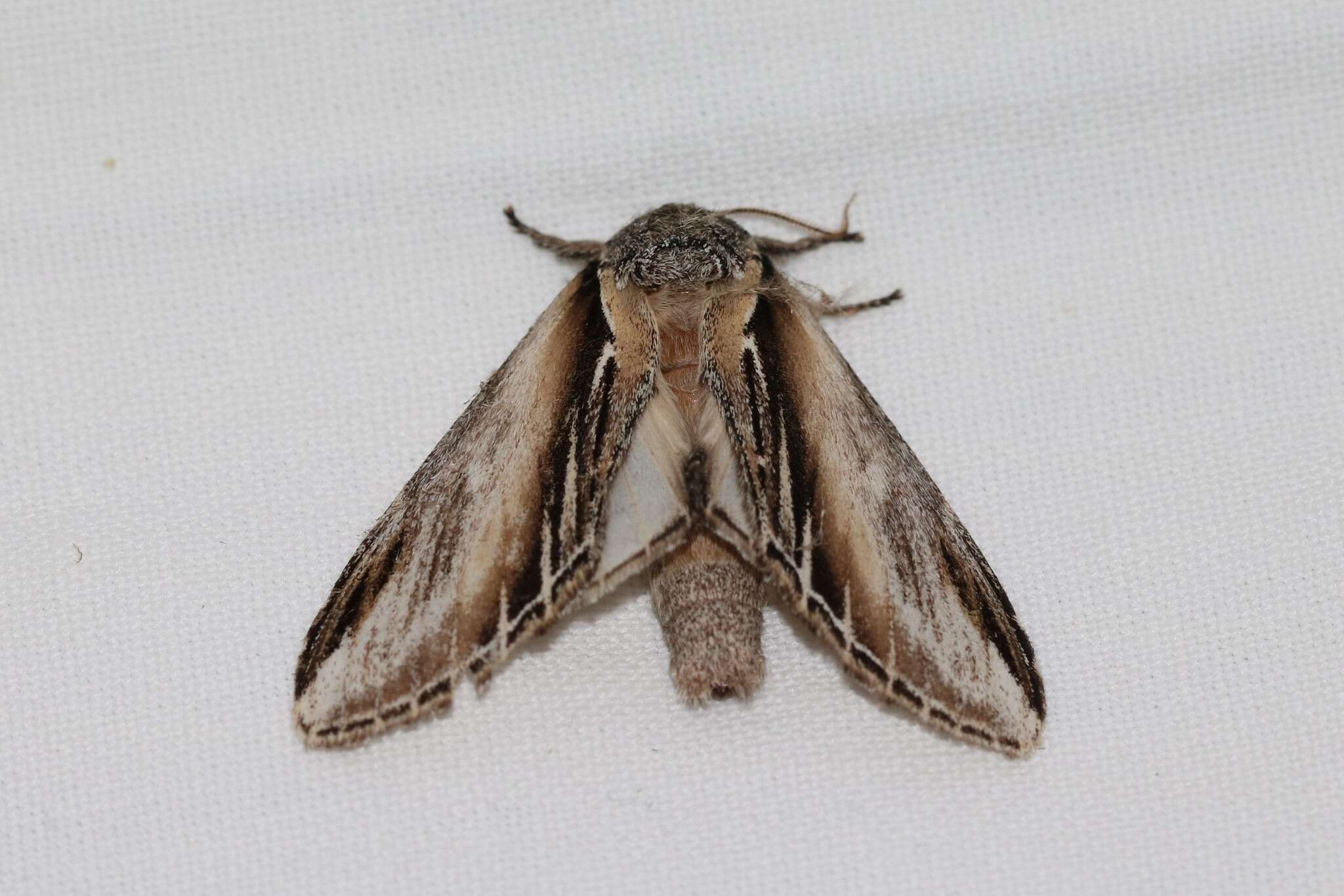 Image of Greater Swallow Prominent