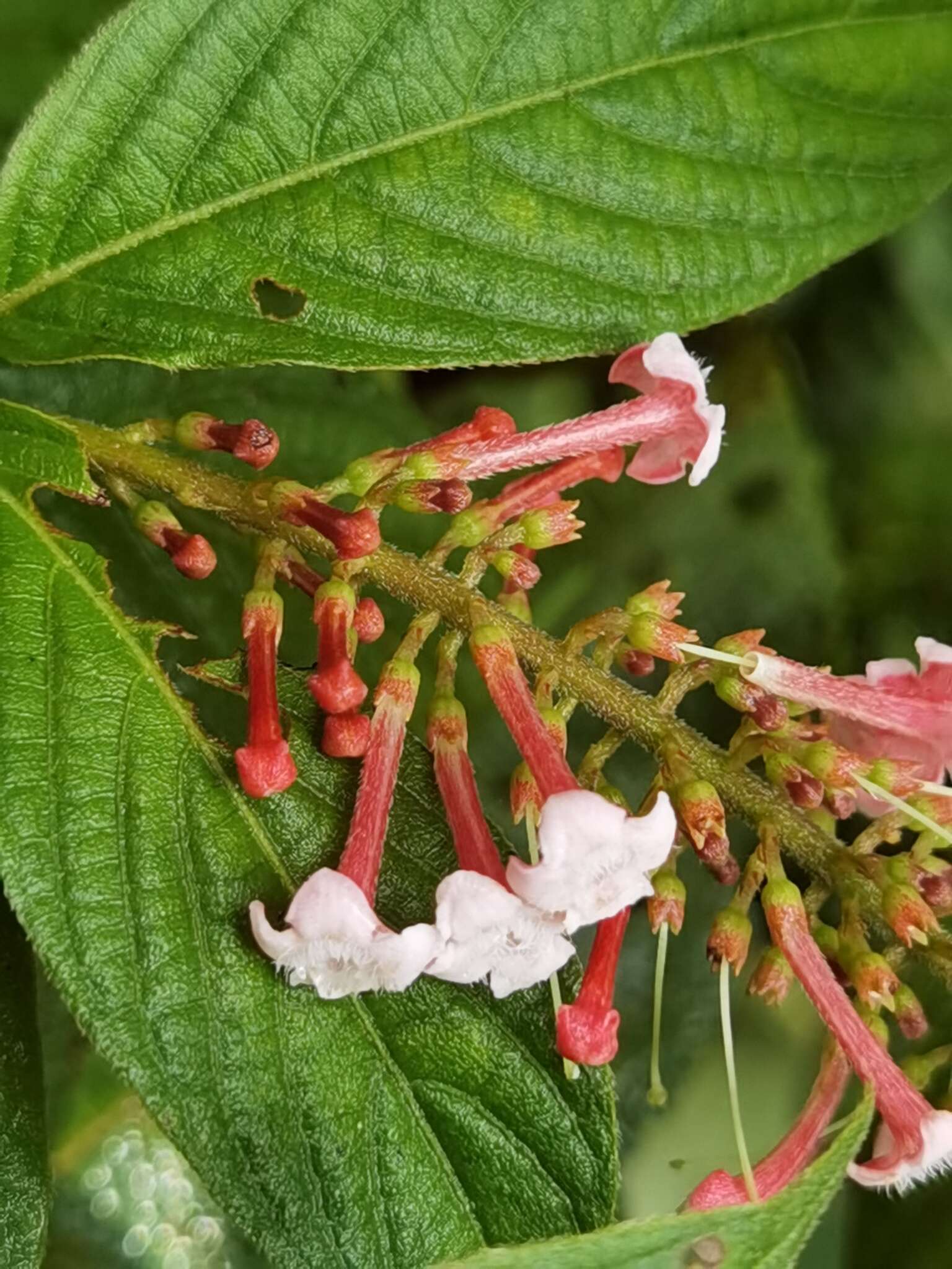 Image of Gonzalagunia rosea Standl.