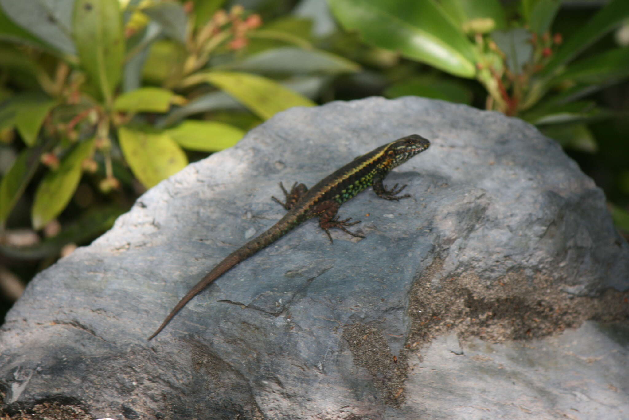 Image of Painted Tree Iguana