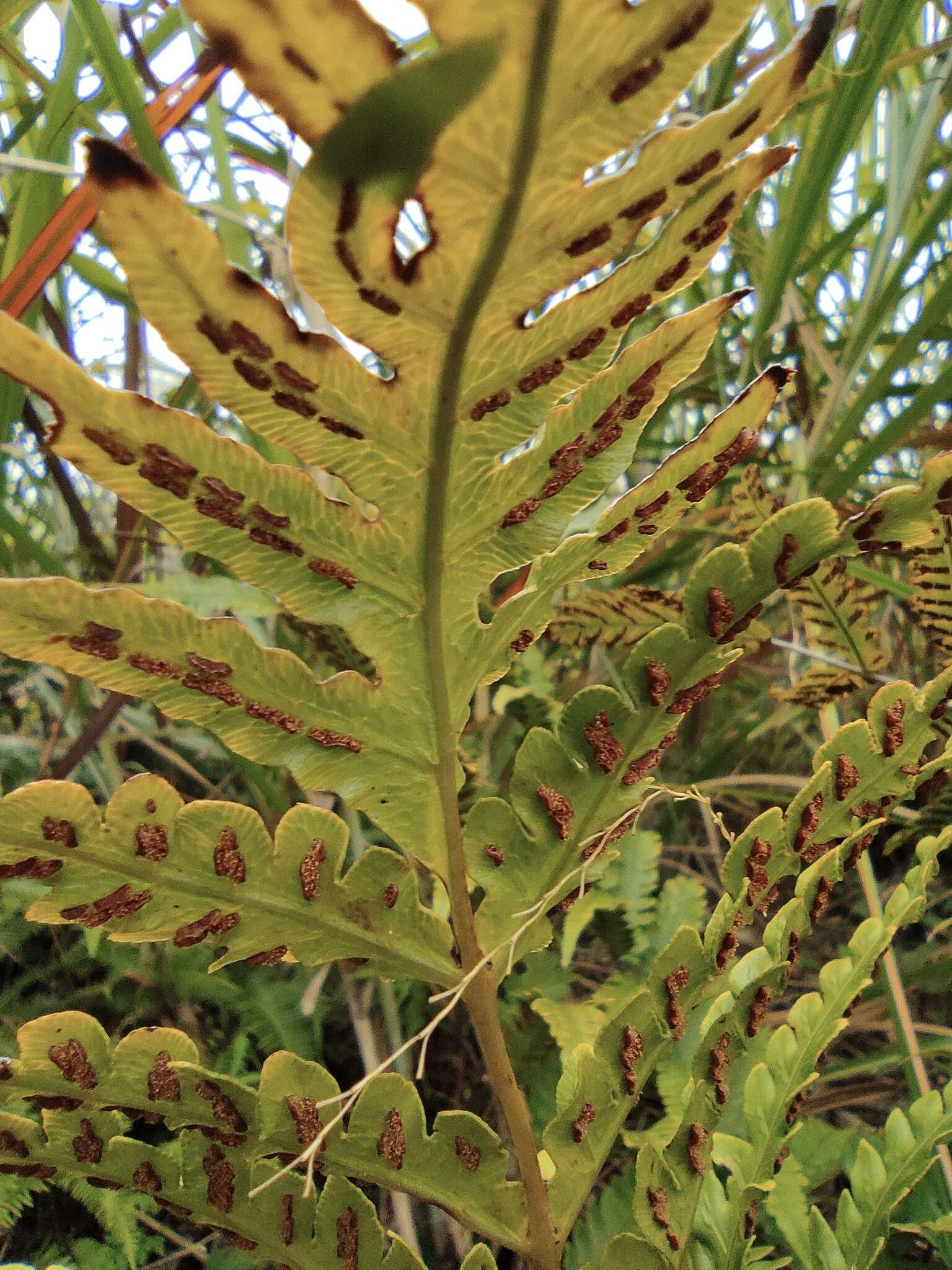 Plancia ëd Woodwardia japonica (L. fil.) Sm.