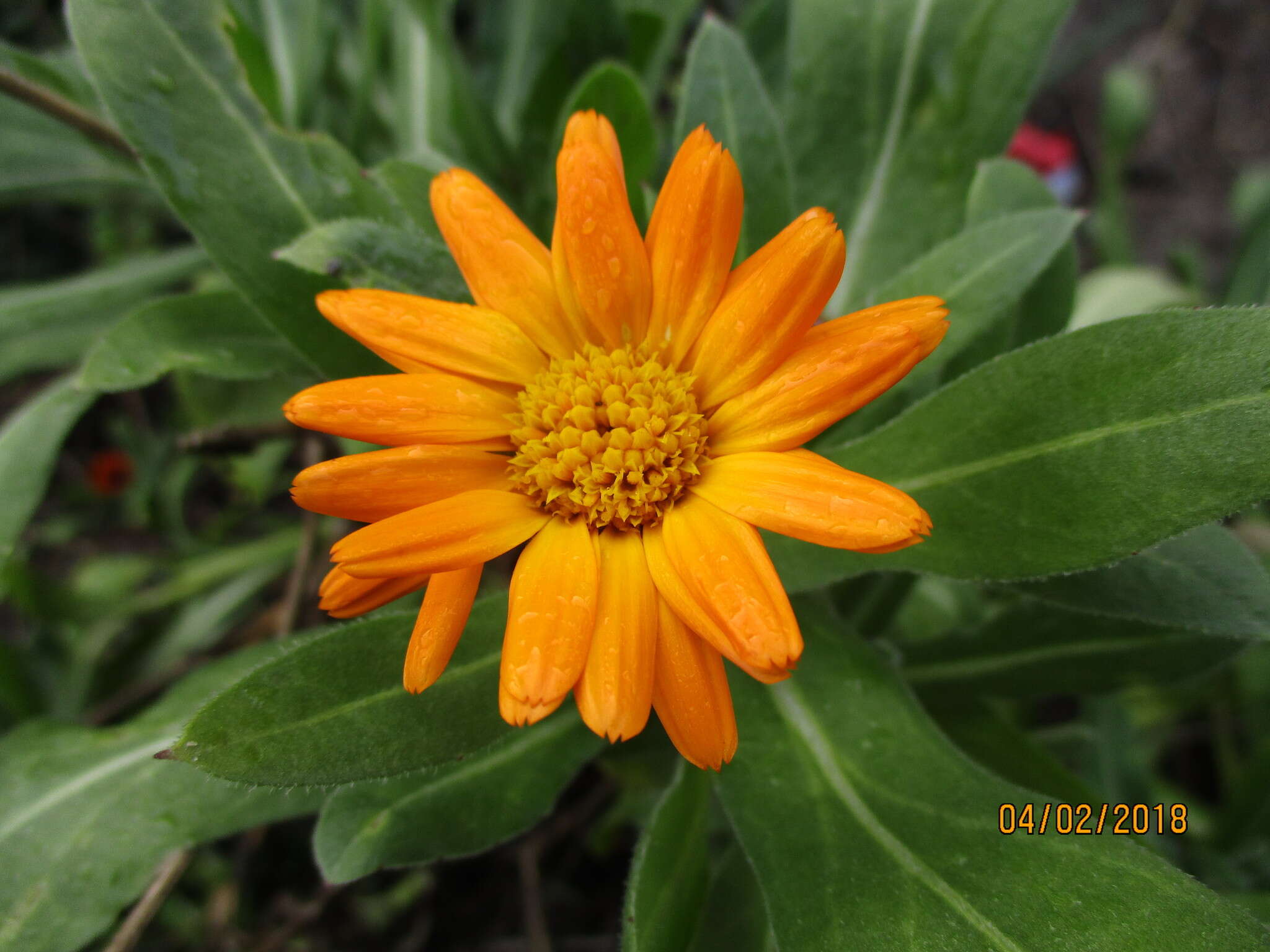 Image of pot marigold