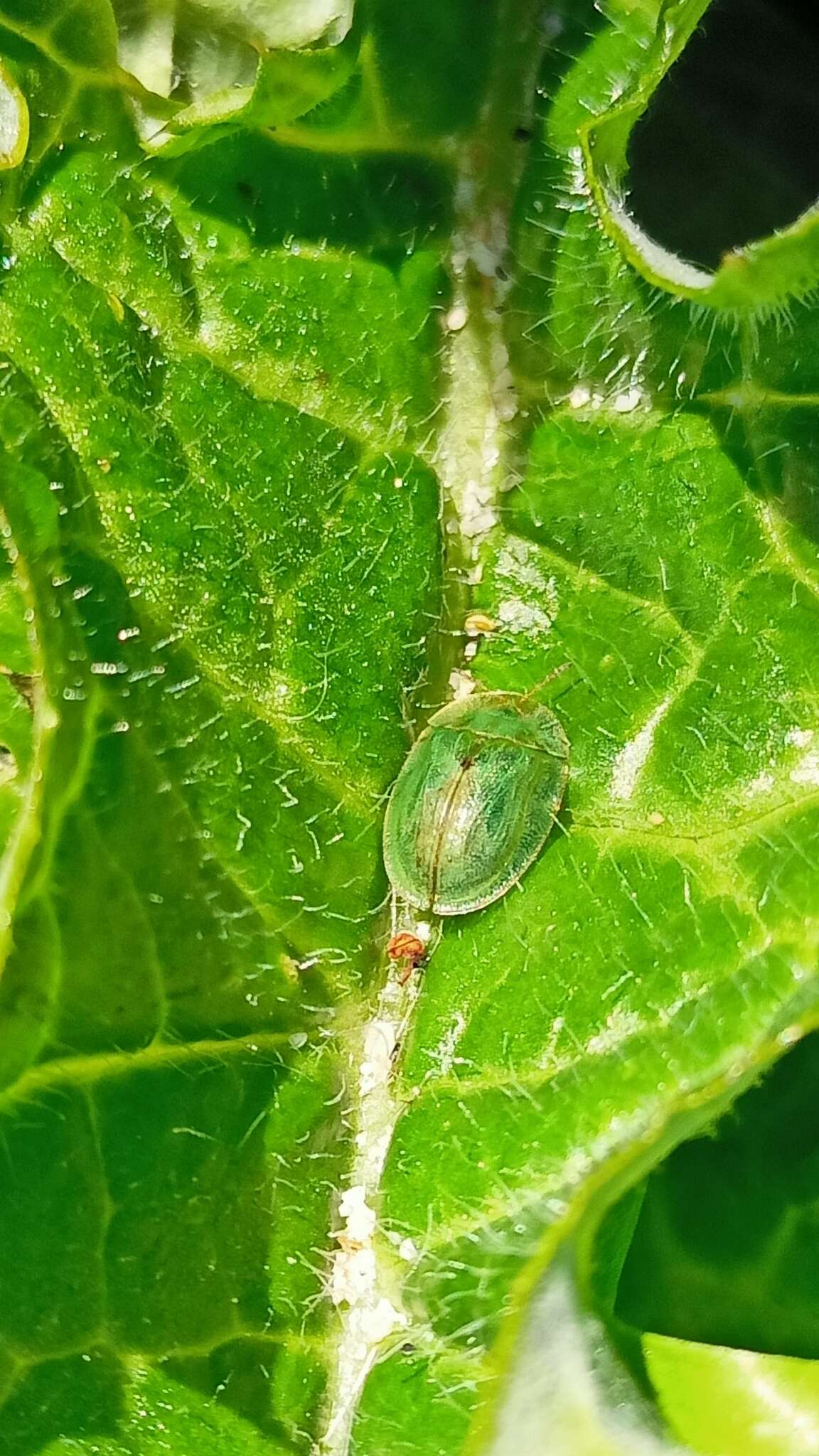 Image of Cassida (Cassida) deflorata Suffrian 1844