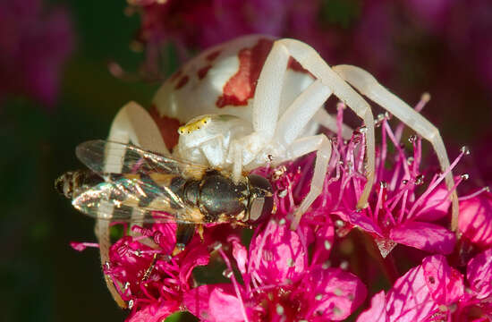 Image of Flower Crab Spiders