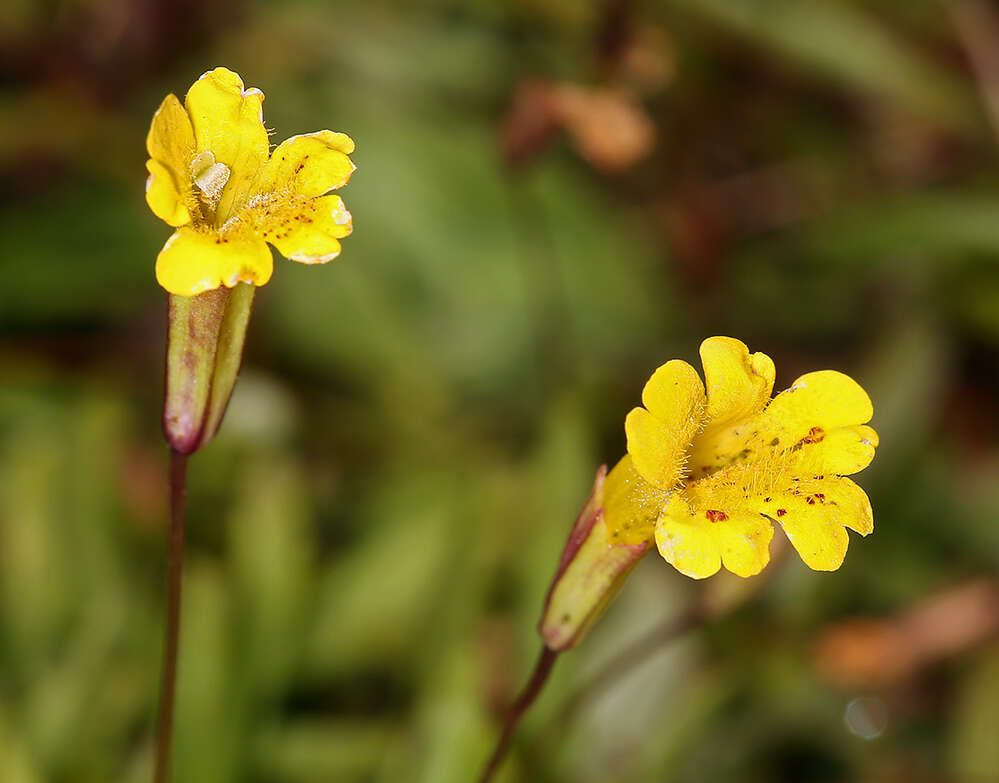 Image of primrose monkeyflower