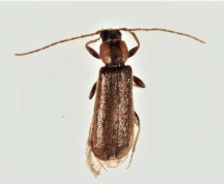 صورة Phymatodes maculicollis Le Conte 1878