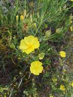 Image of Yellow Rock Rose