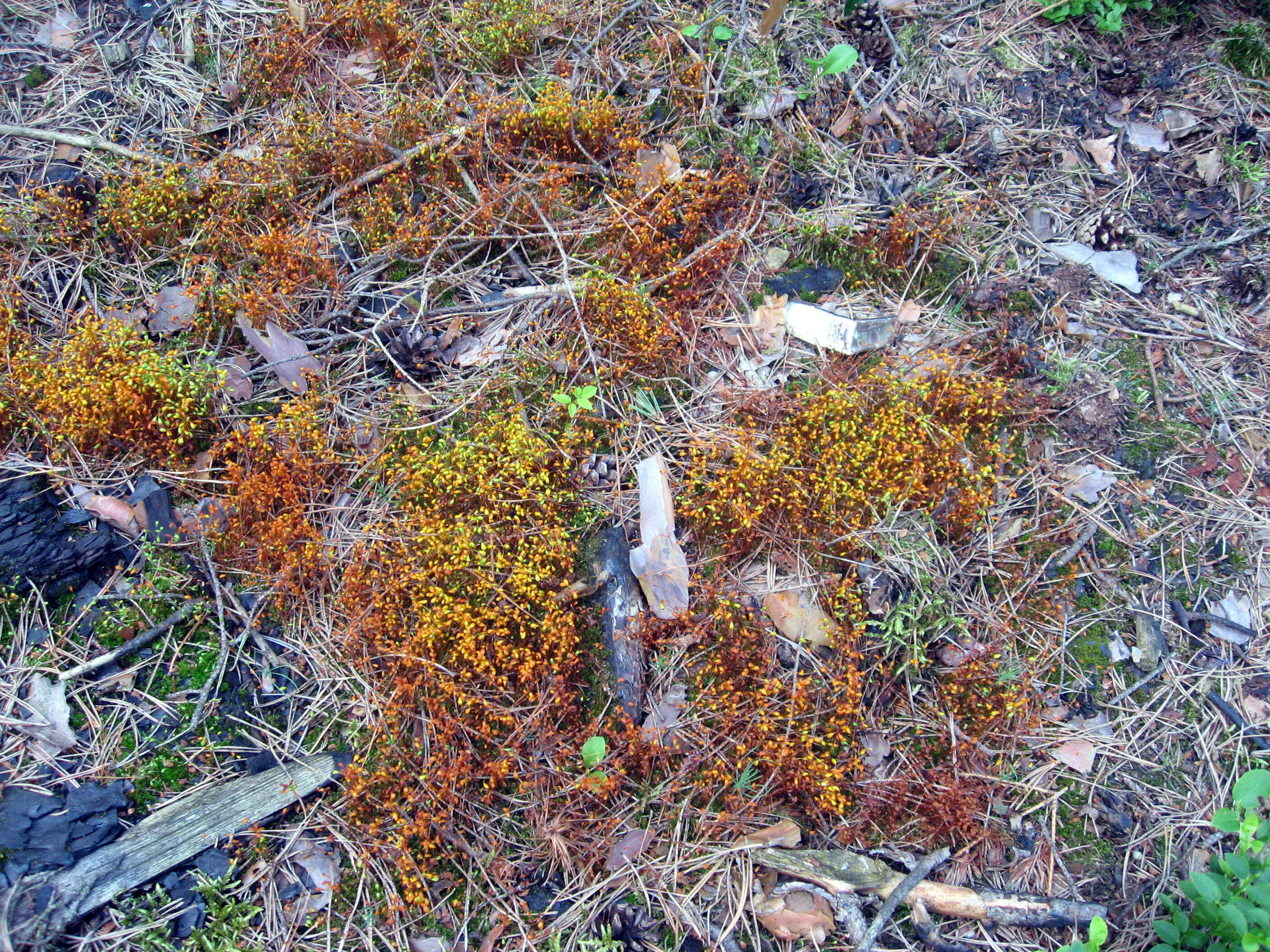 Image of Cord Moss