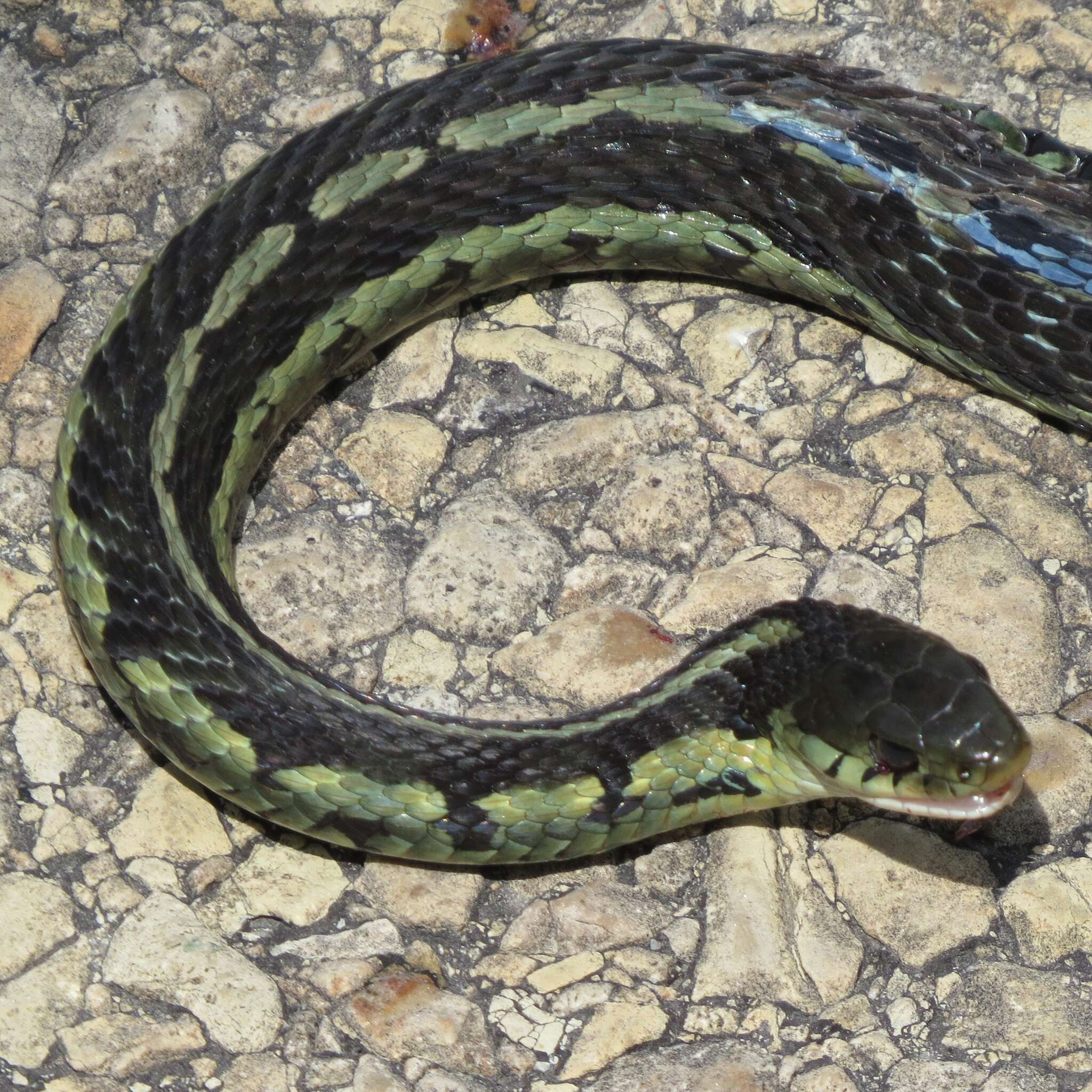 Image of Chicago Garter Snake