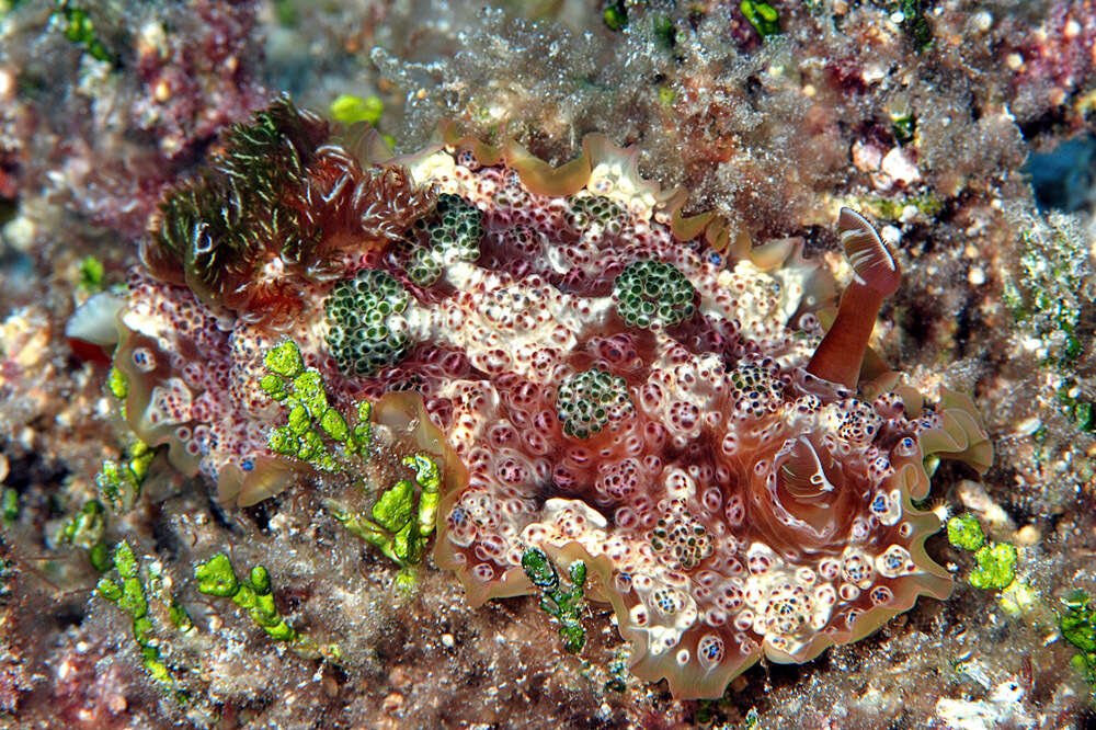 Image of Dendrodoris tuberculosa (Quoy & Gaimard 1832)