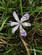 Image of Iris speculatrix Hance