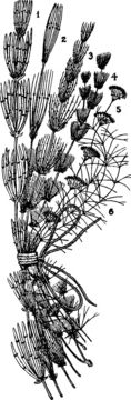 Image of Nitella