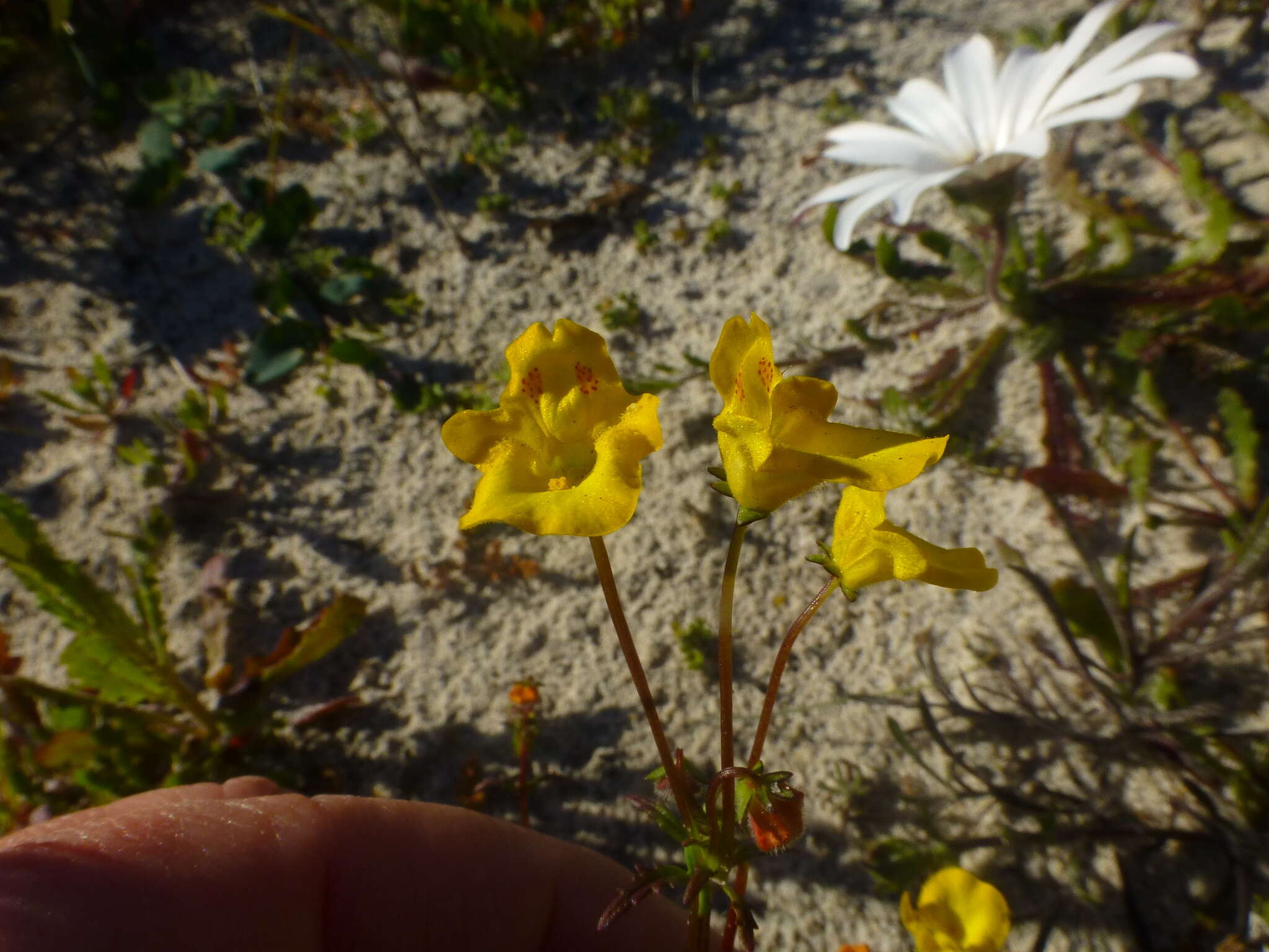 Imagem de Hemimeris sabulosa L. fil.