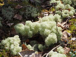 Image of star reindeer lichen