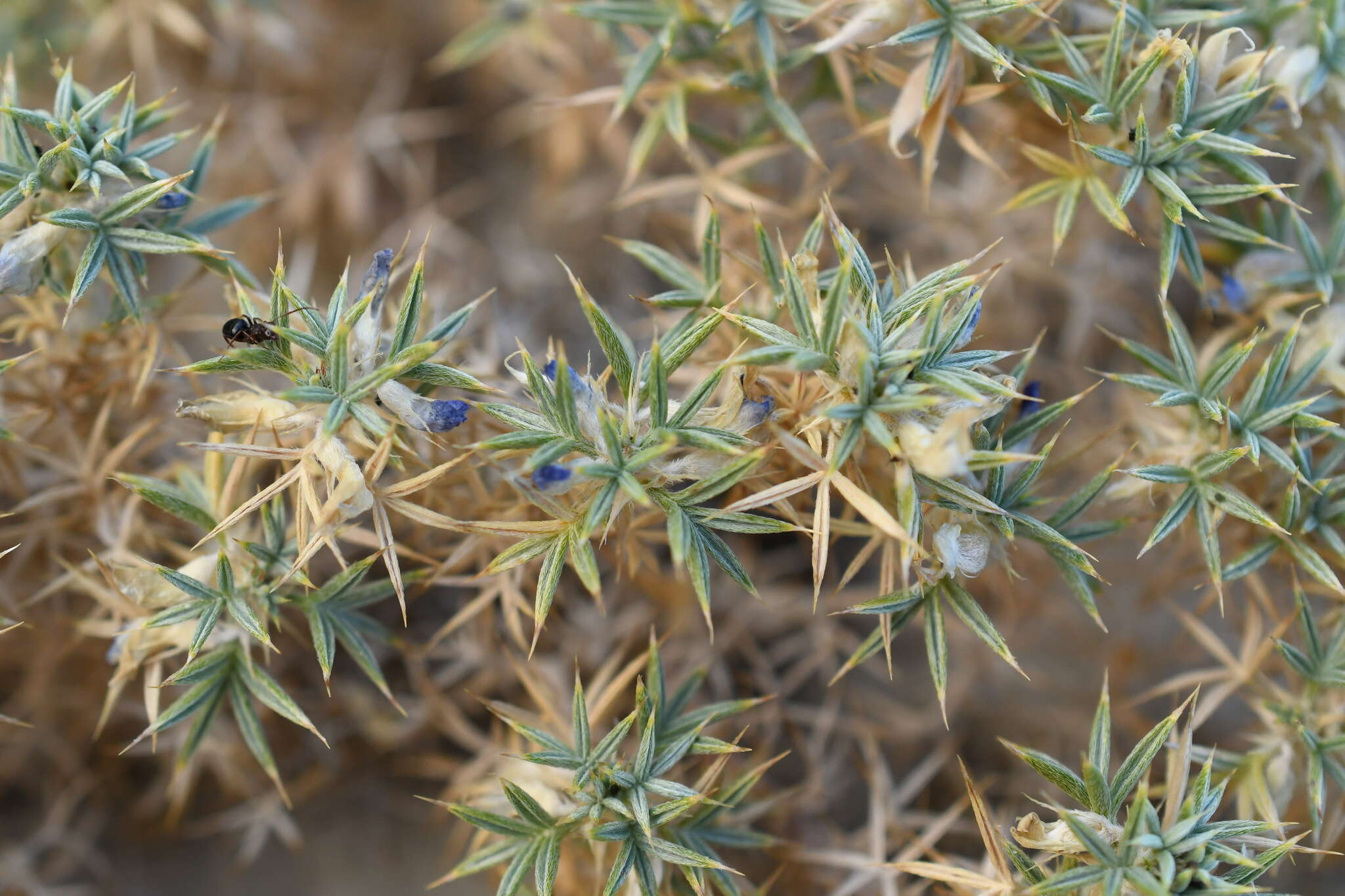 Plancia ëd Astragalus kentrophyta var. coloradoensis M. E. Jones