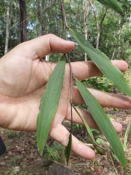 Image of Acacia fleckeri Pedley