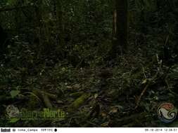 Image of White-faced Quail-Dove