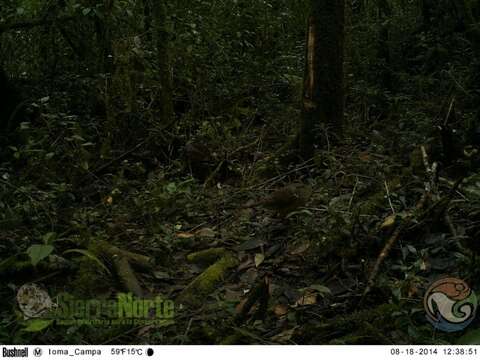 Image of White-faced Quail-Dove