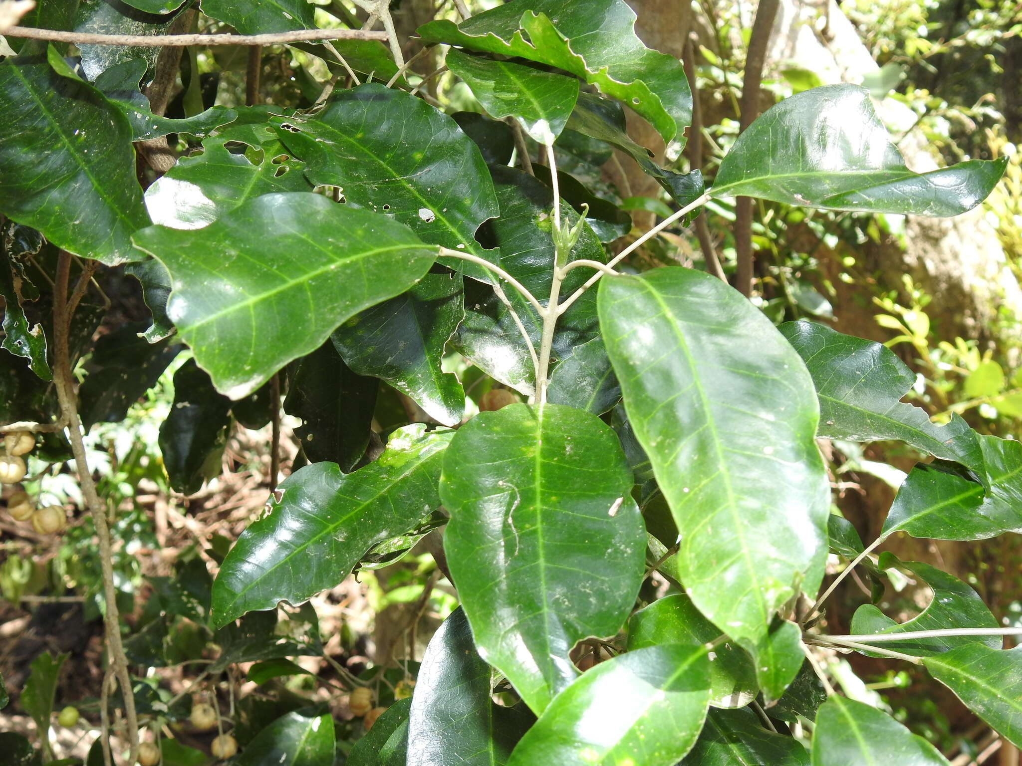 Image of Sarcomelicope simplicifolia (Endl.) T. G. Hartley