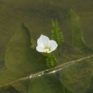 Image of Duck-Lettuce