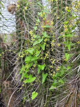 Image of Dioscorea humifusa Poepp.