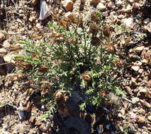 Image of Pteronia staehelinoides DC.