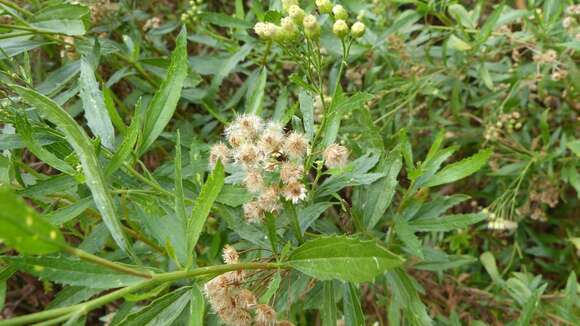 Image of Nidorella ivifolia (L.) J. C. Manning & Goldblatt