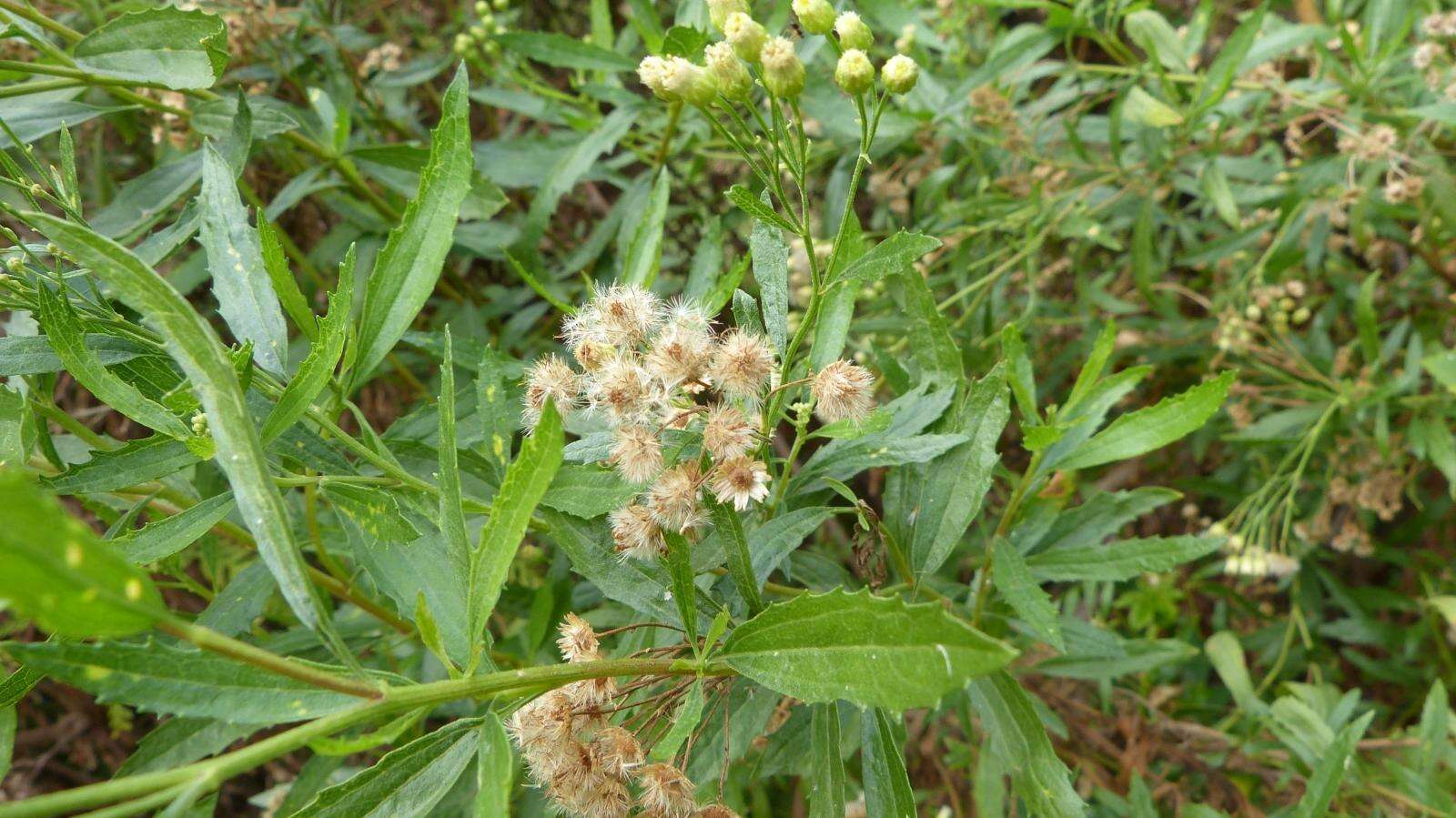 Plancia ëd Nidorella ivifolia (L.) J. C. Manning & Goldblatt