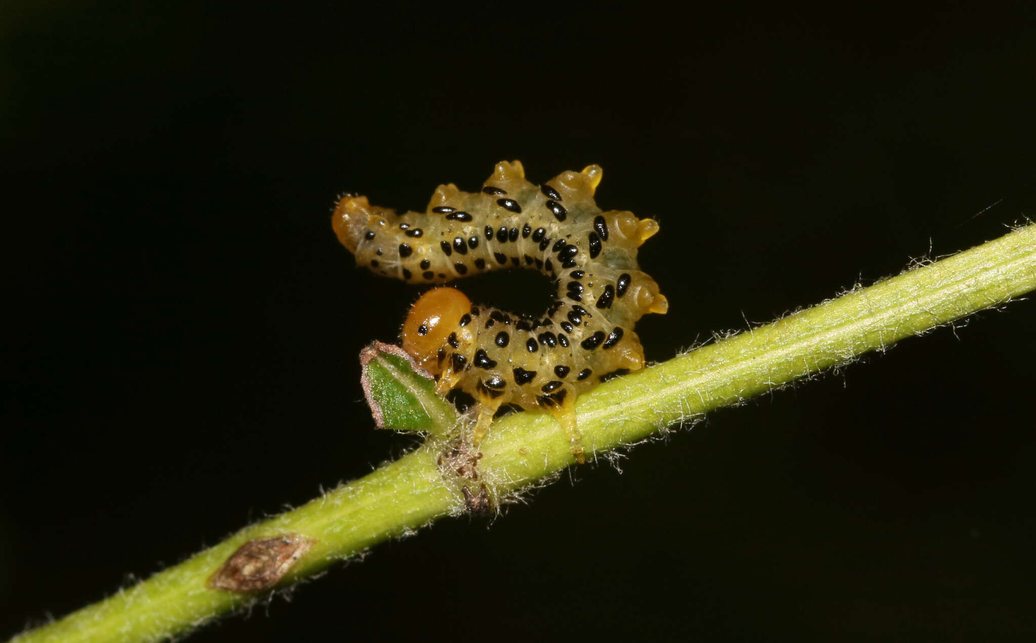 Image of Mountain-ash sawfly