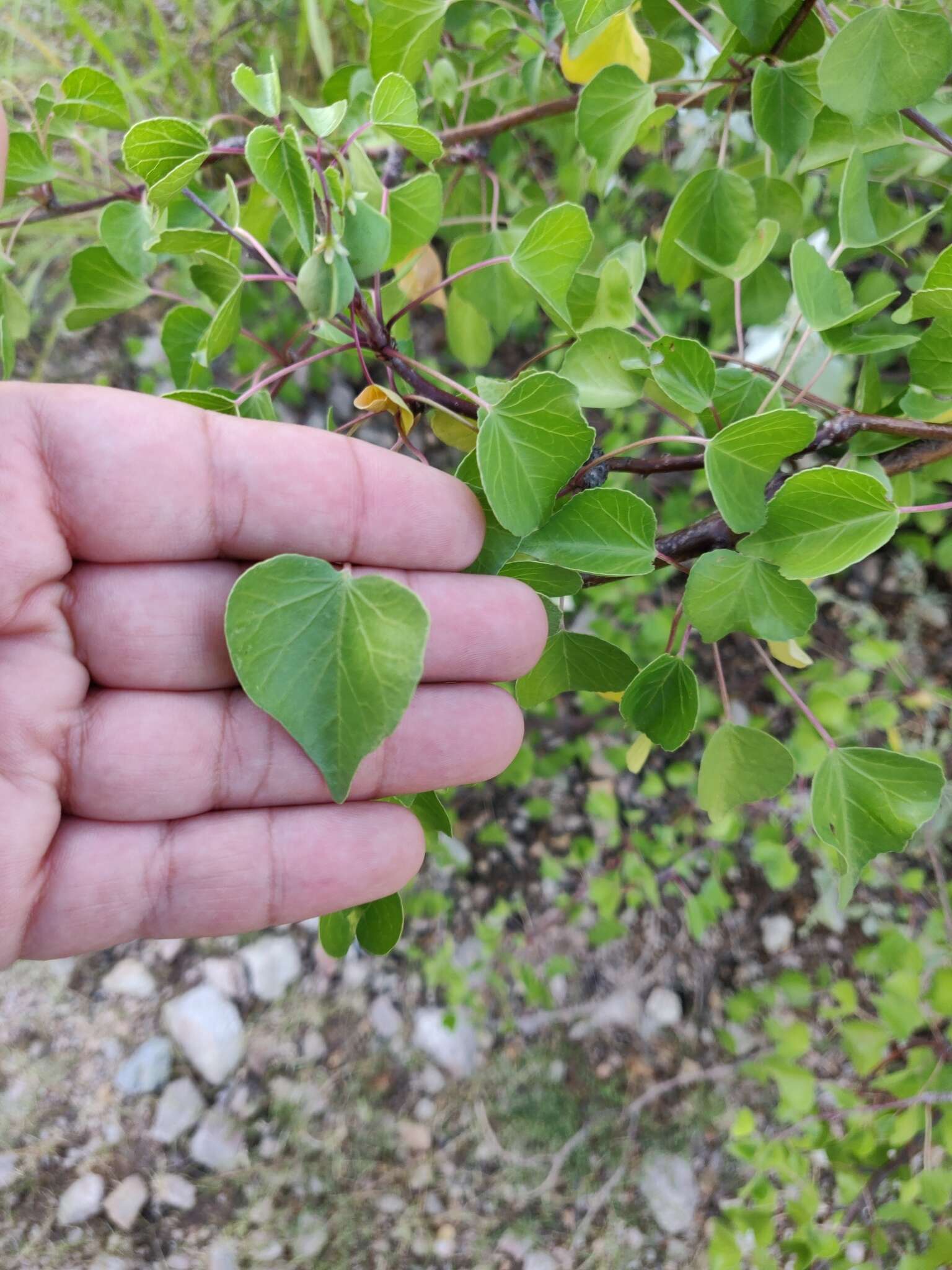 Imagem de Jatropha cardiophylla (Torr.) Müll. Arg.